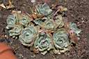 ECHEVERIA GRANDIFLORA.jpg